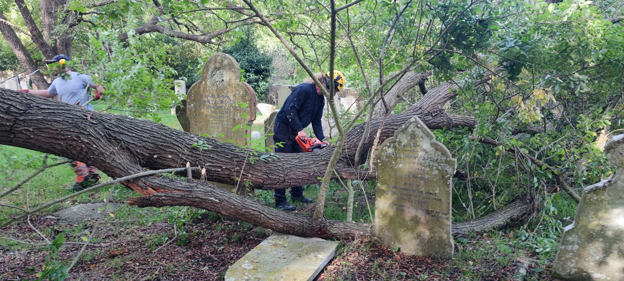Chichester Tree Solutions - Tree surgery in a local churchyard (31).jpg