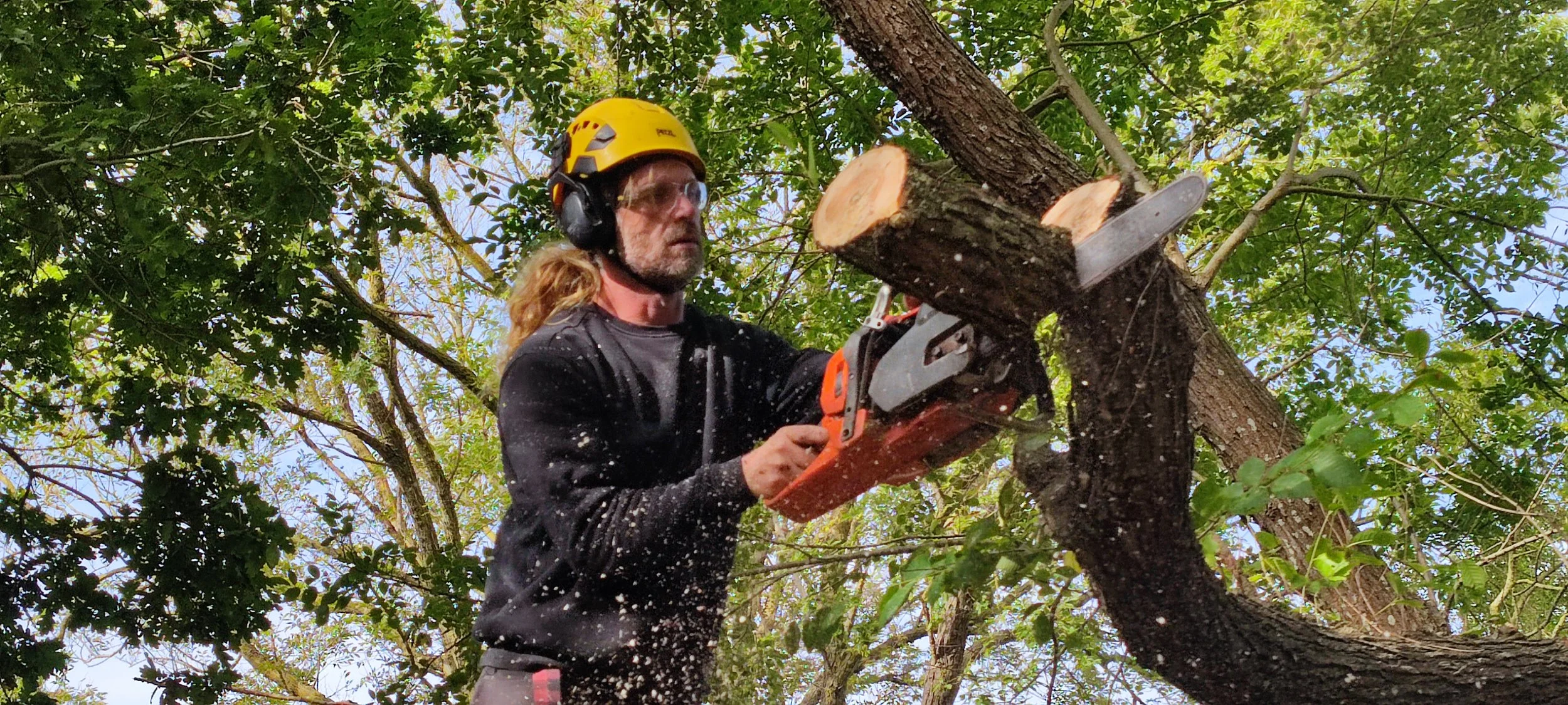 Chichester Tree Solutions - Tree surgery in a local churchyard (318).jpg
