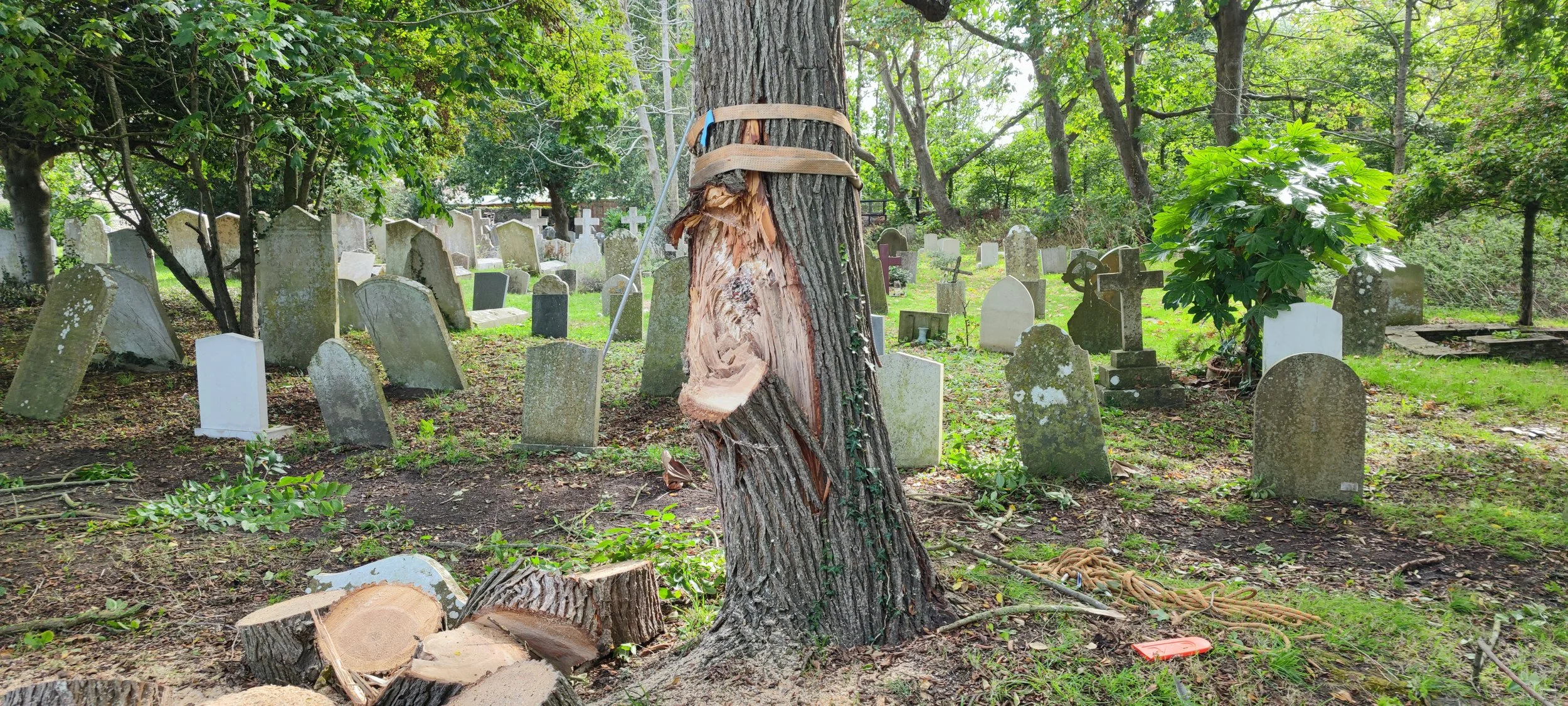Chichester Tree Solutions - Tree surgery in a local churchyard (289).jpg