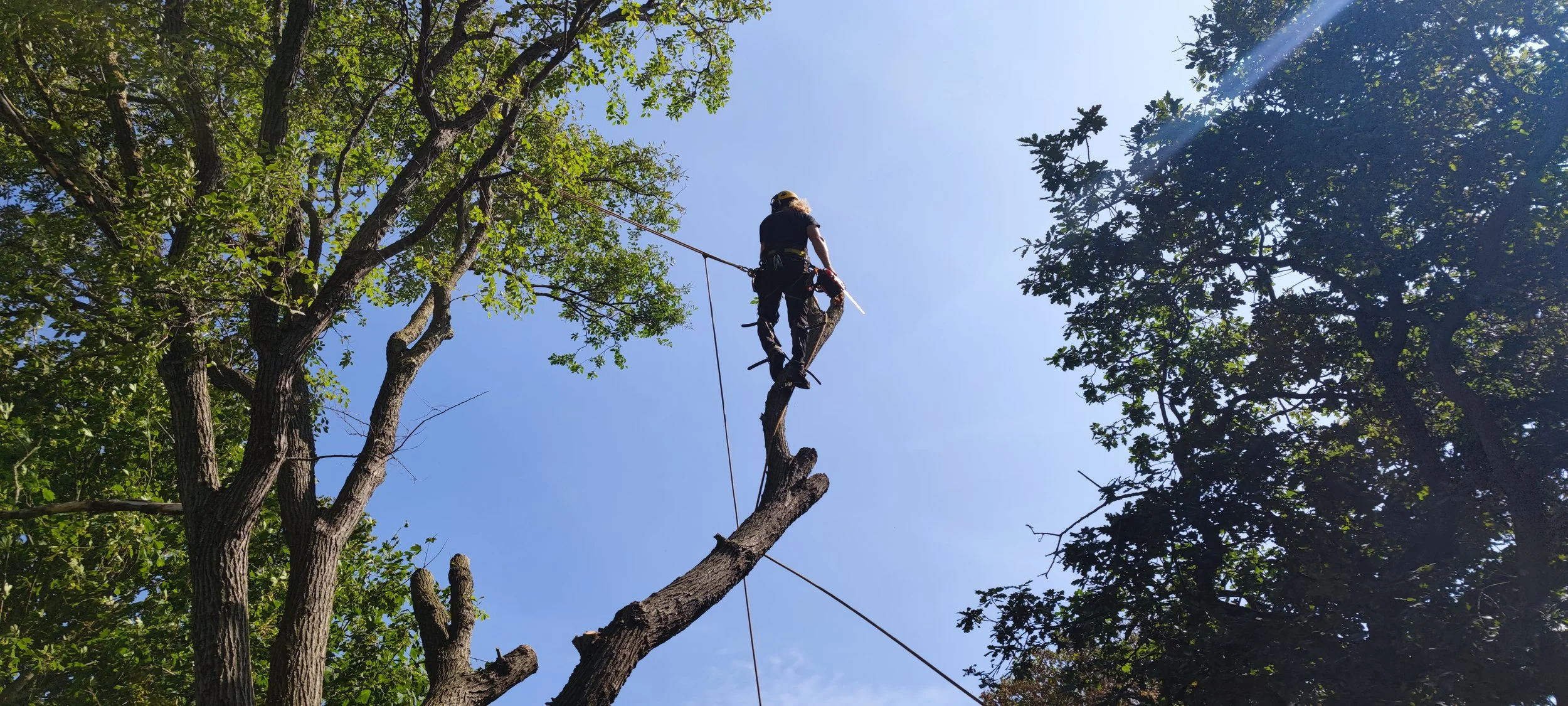 Chichester Tree Solutions - Tree surgery in a local churchyard (494).jpg