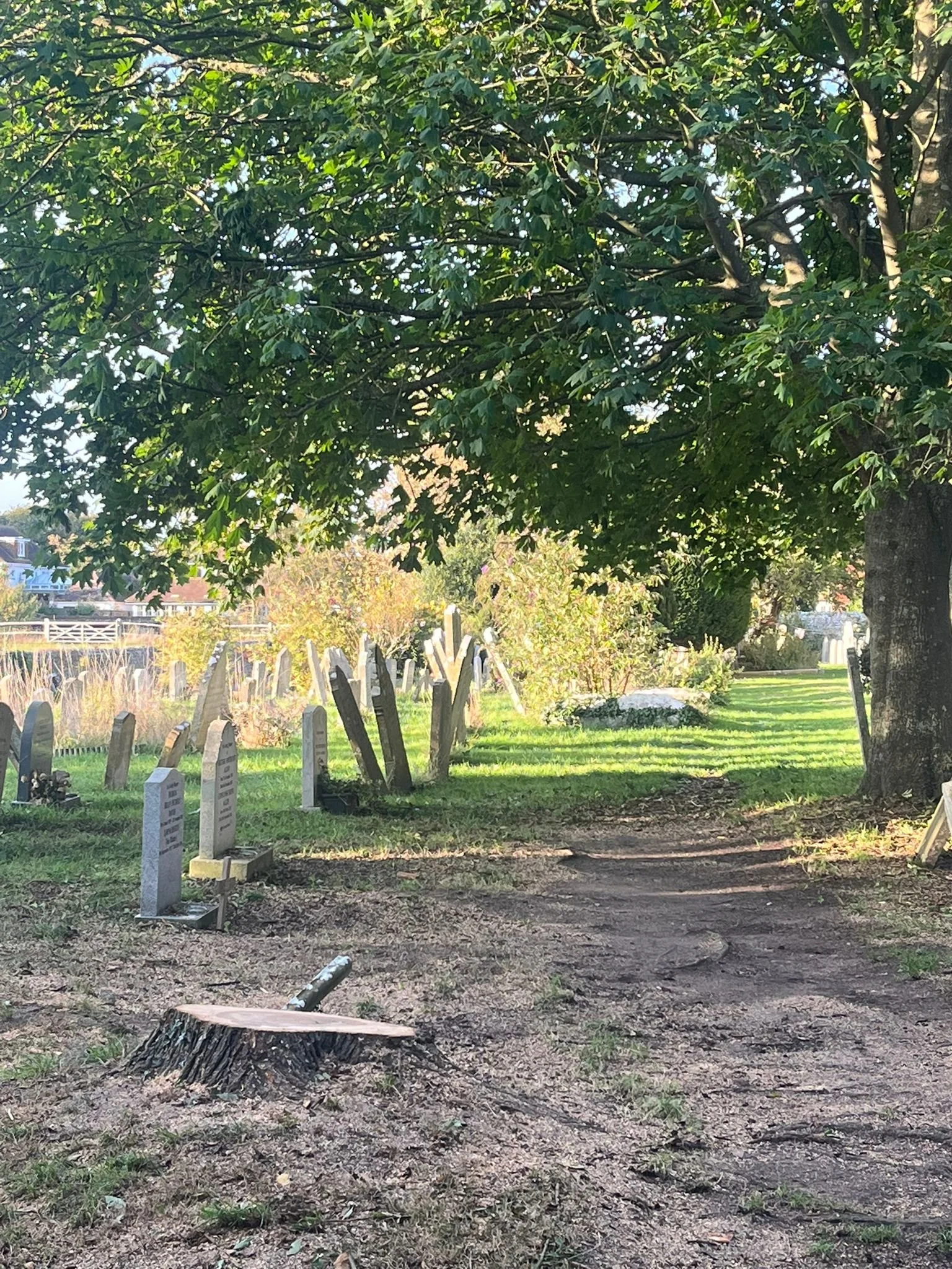 Chichester Tree Solutions - Tree surgery in a local churchyard (1c).jpg