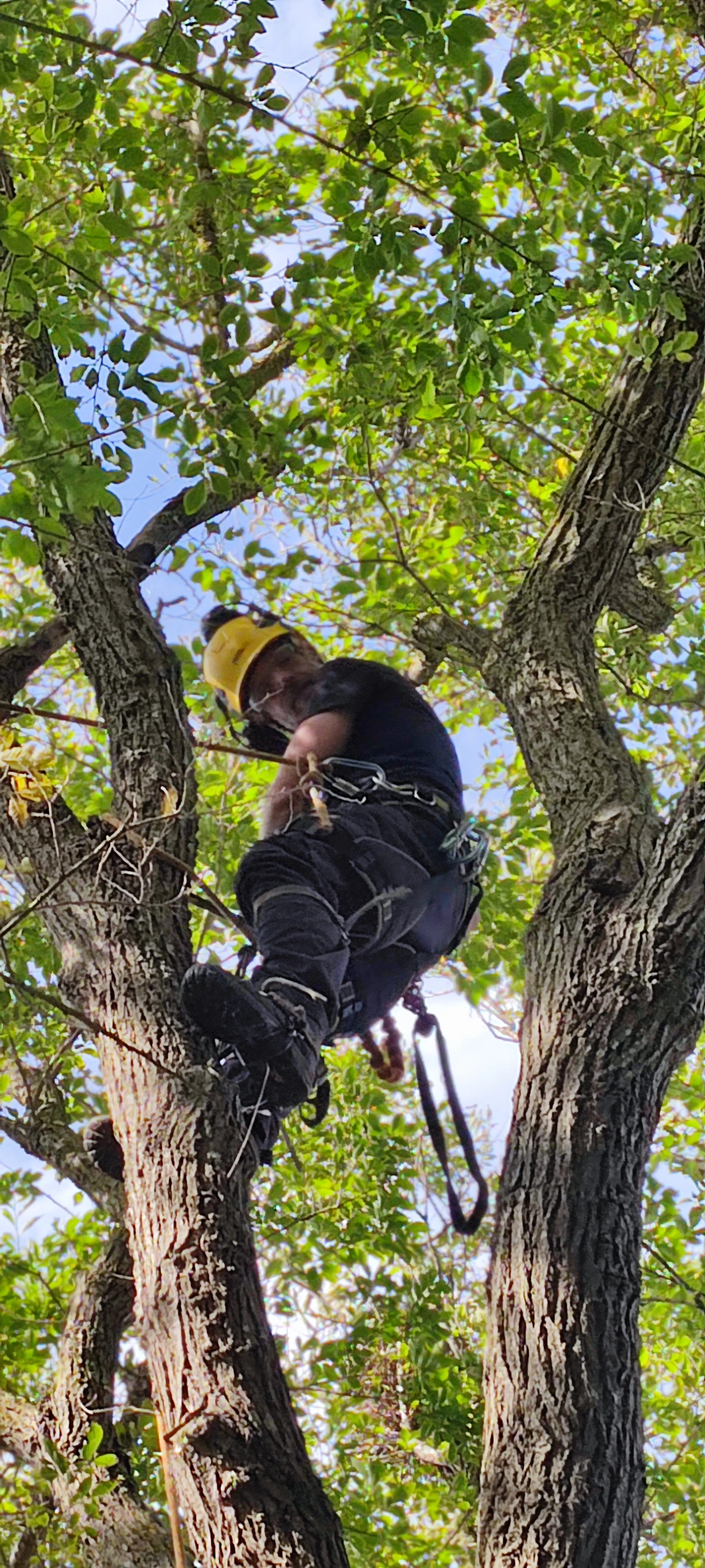 Chichester Tree Solutions - Tree surgery in a local churchyard (360).jpg