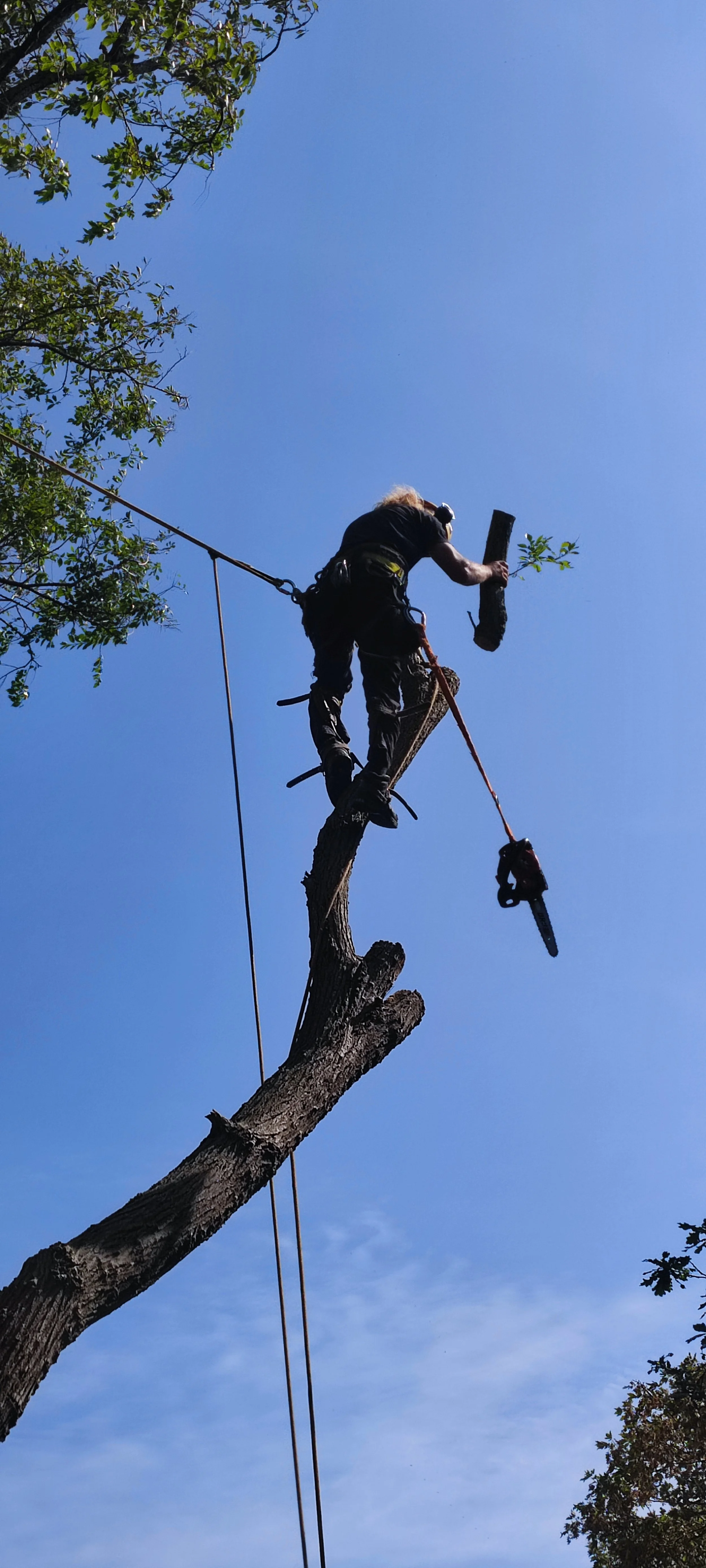 Chichester Tree Solutions - Tree surgery in a local churchyard (500).jpg