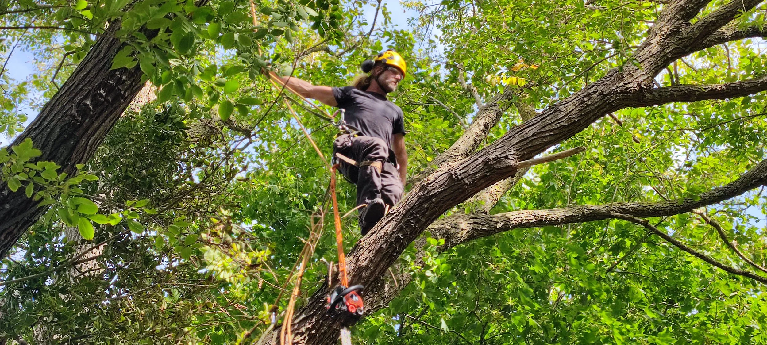 Chichester Tree Solutions - Tree surgery in a local churchyard (374).jpg