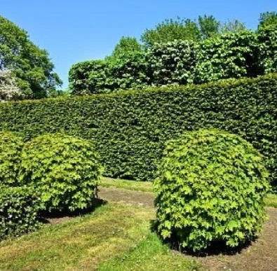 Chichester Tree Solutions - Hedges in Itchenor.jpg
