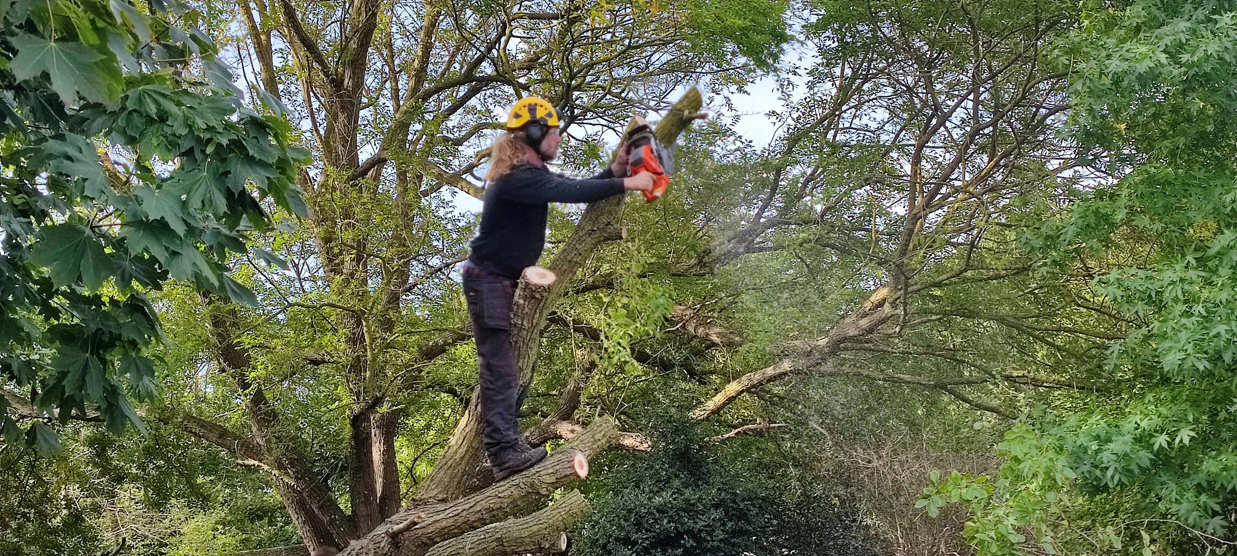Chichester Tree Solutions - Tree surgery in a local churchyard (229).jpg