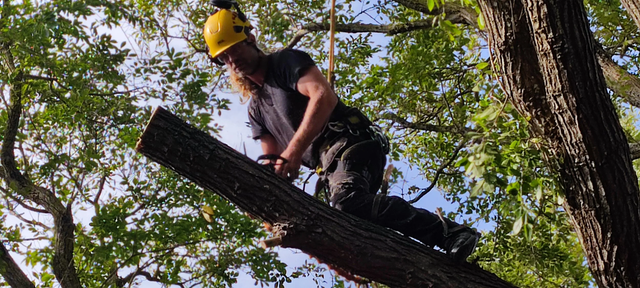 Chichester Tree Solutions - Tree surgery in a local churchyard (434).jpg