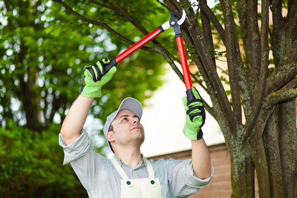 A man wearing green gardening gloves and a gray cap prunes tree branches with a red-handled pruning shear outdoors on a sunny day.