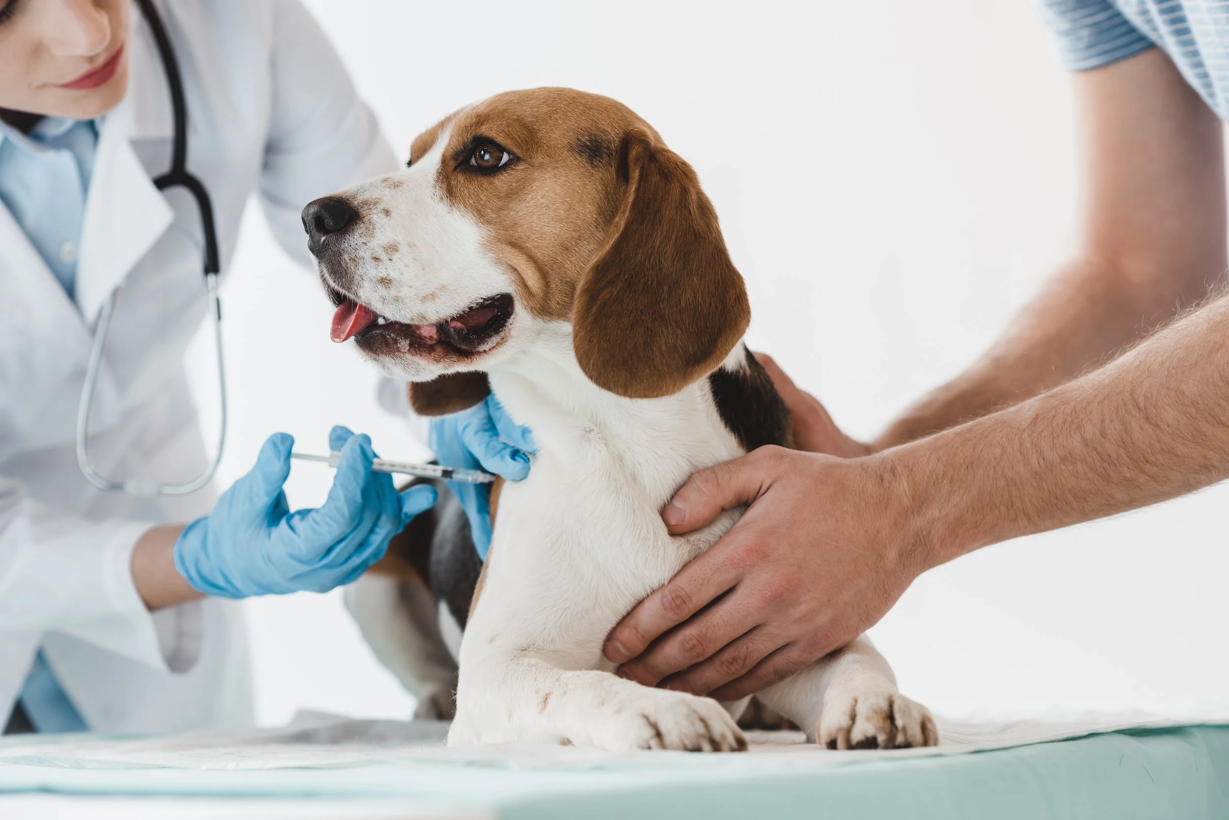 A veterinarian administers a vaccine to a beagle puppy while a person holds the puppy steady on a table.
