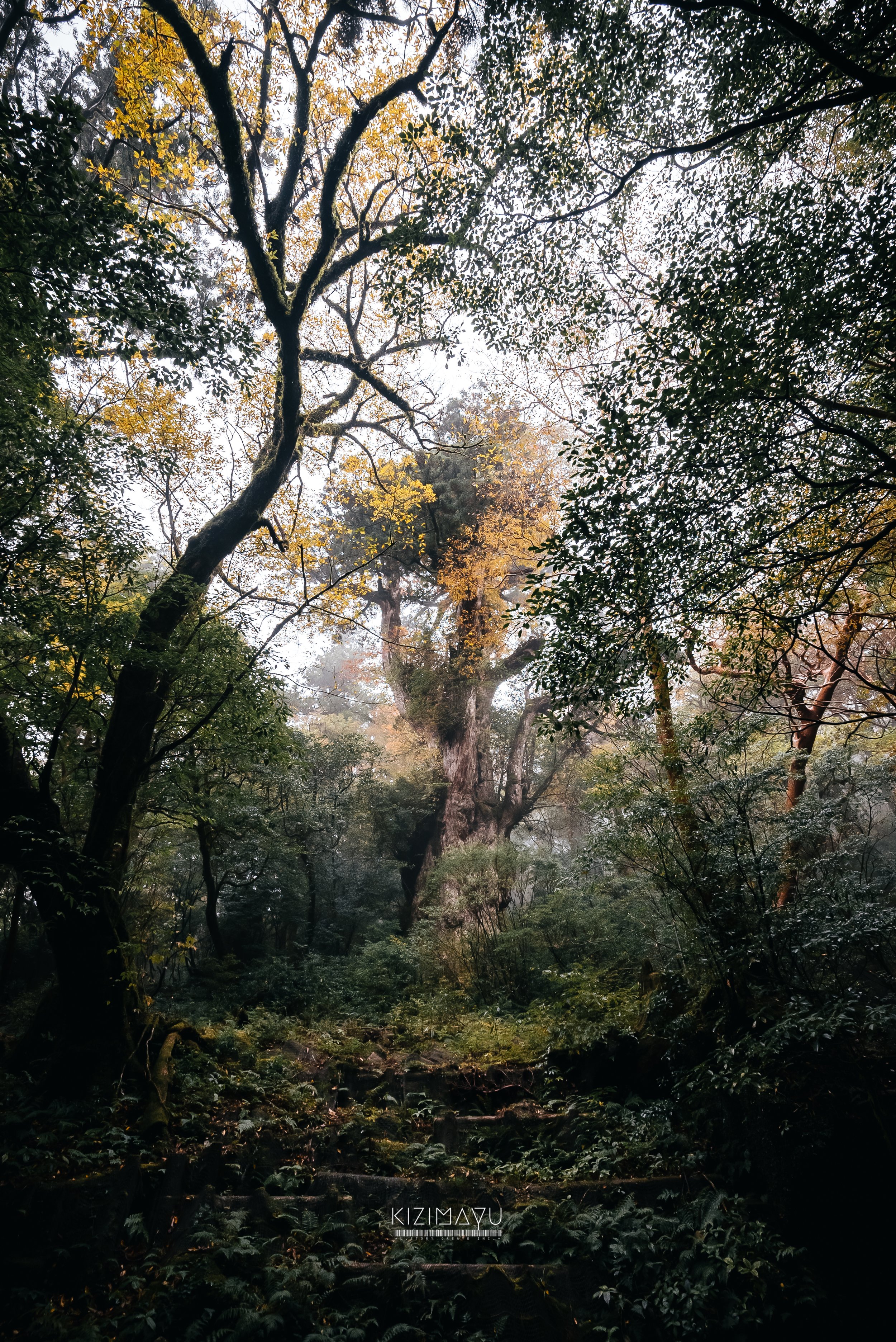 厚い森の中に大きな古い木が立っている風景。葉が色づき霧がかかっている。