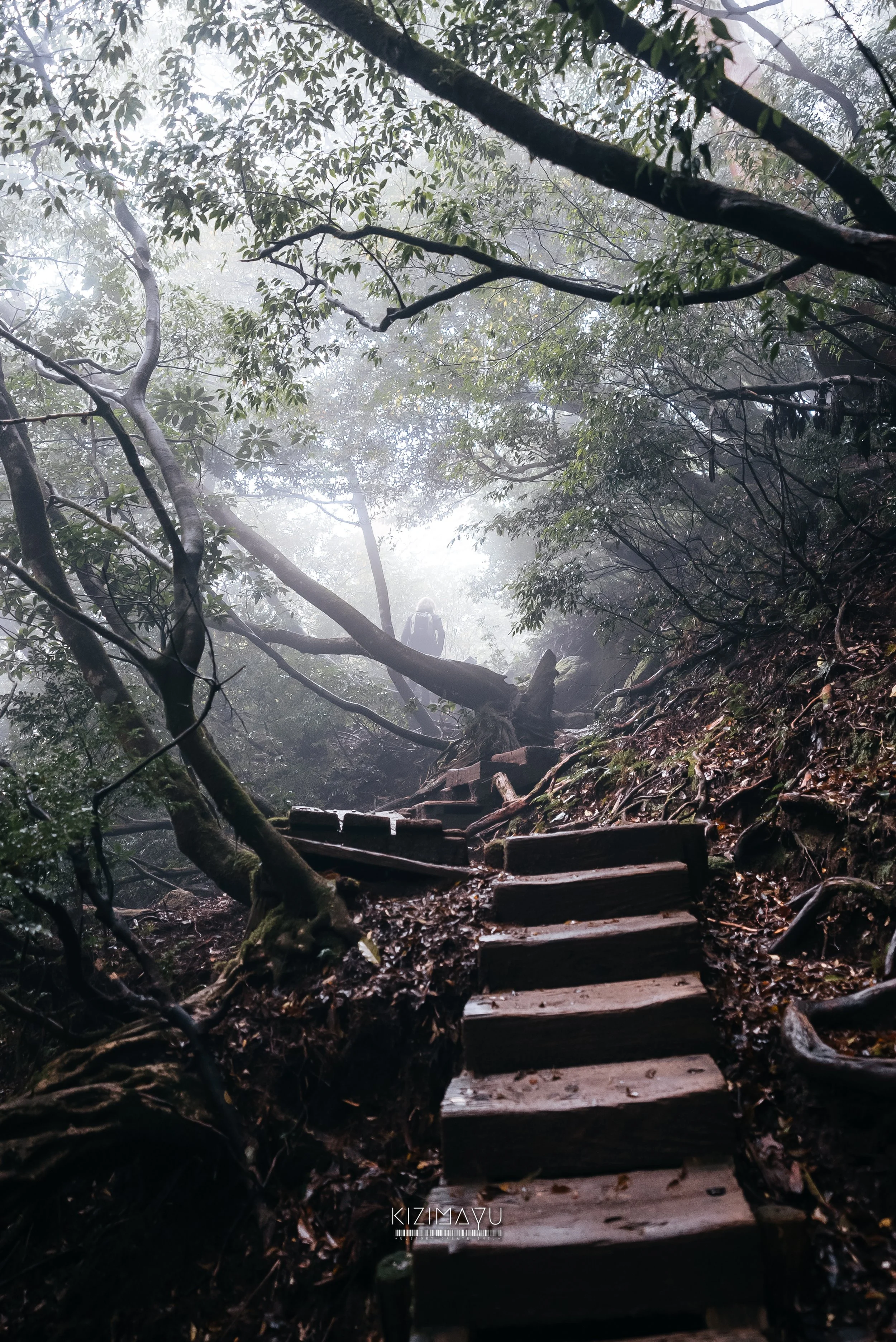 森の中の霧に包まれた登山道の階段と背の高い木々。霧が立ち込め、静かで神秘的な雰囲気が漂っている。
