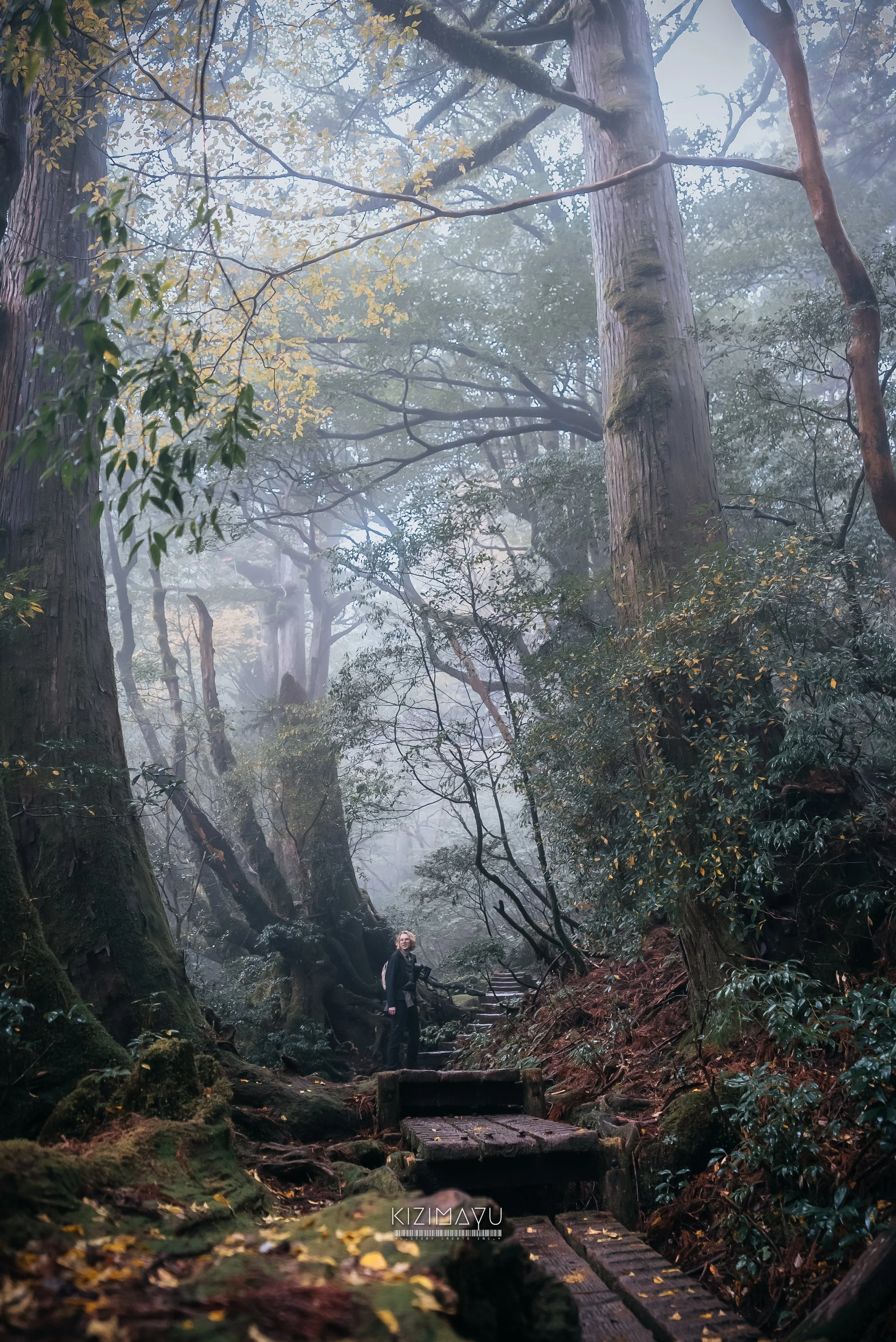 霧に包まれた森の中を歩く人と古い木の階段