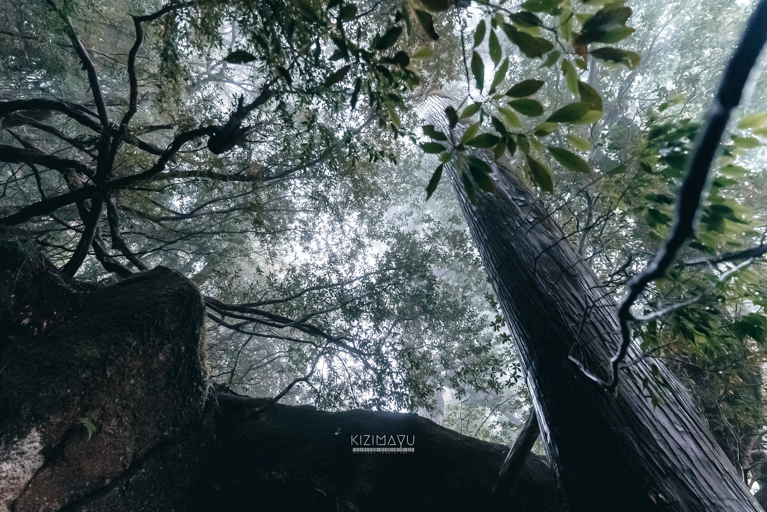 森の中の高い木と枝葉。霧が立ち込めている風景。