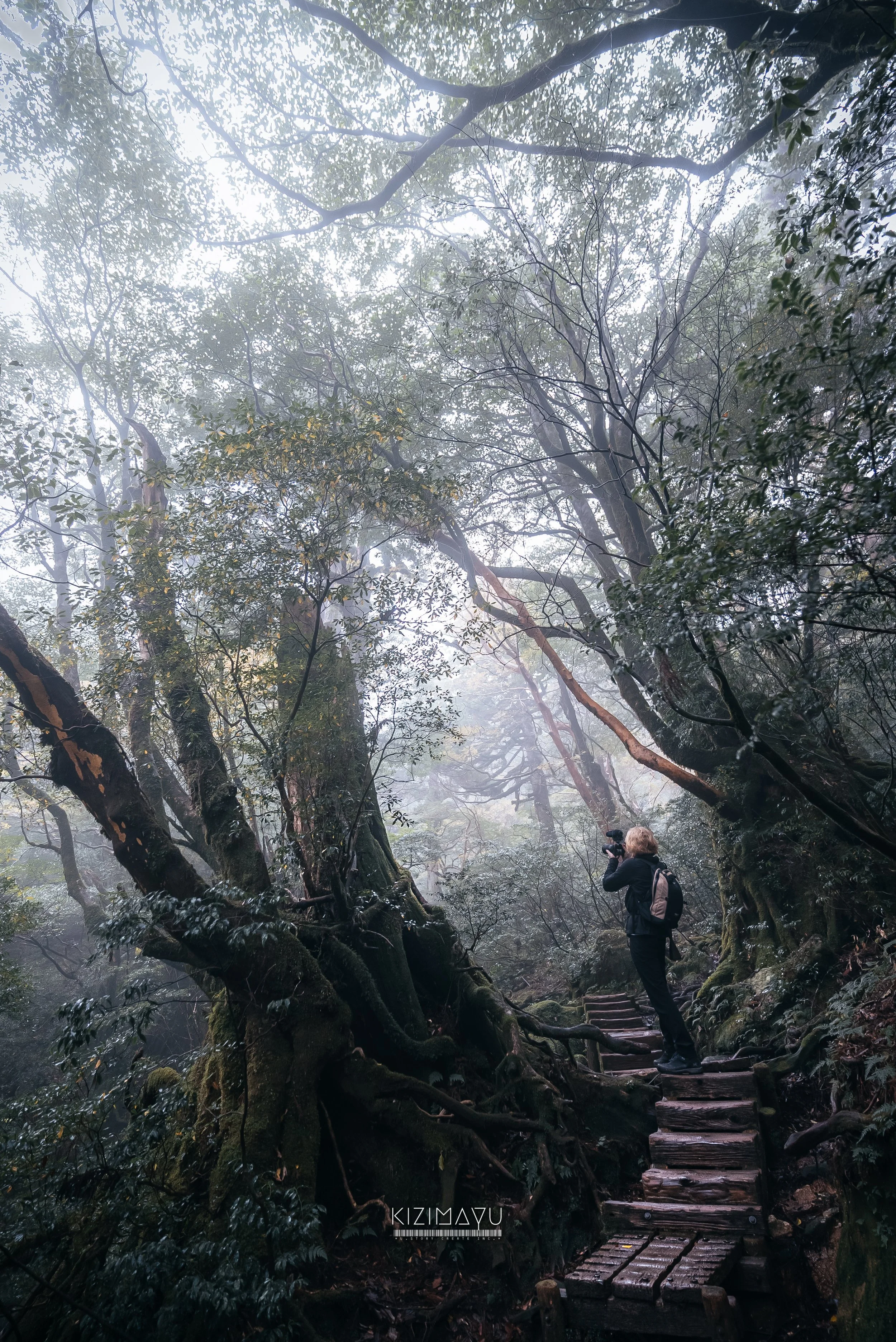 霧に包まれた森林の中、木の根元の階段を登る女性と木々の風景