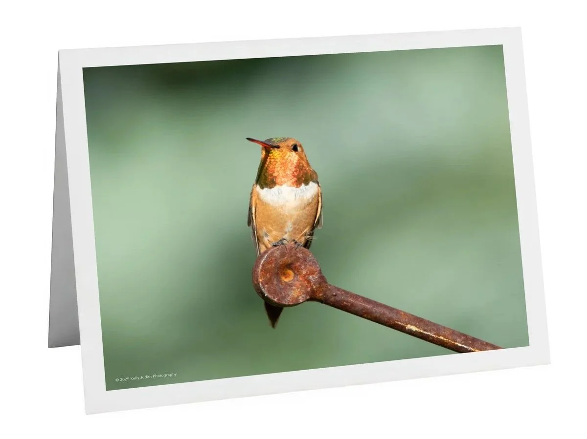 Rufous hummingbird with shimmering feathers glowing in the sun Notecard