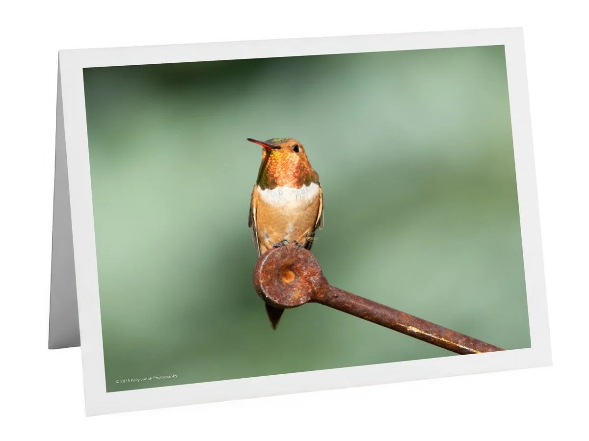 rufous+hummingbird+4764-2.jpg
