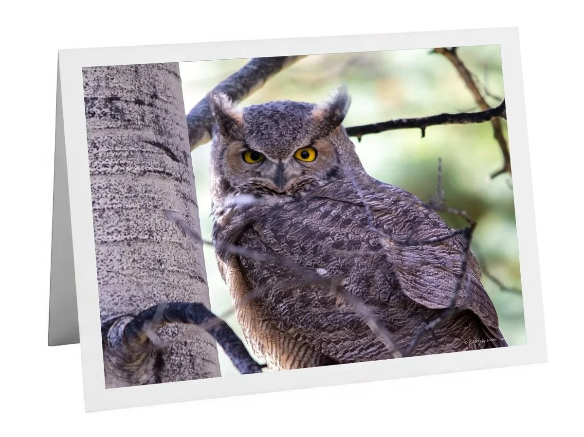 Great Horned Owl in an aspen tree Notecard
