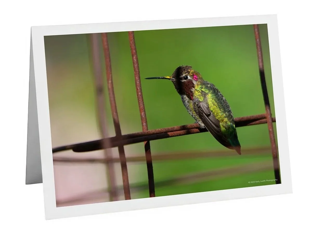 Male Anna's Hummingbird perched on a tomato cage Notecard