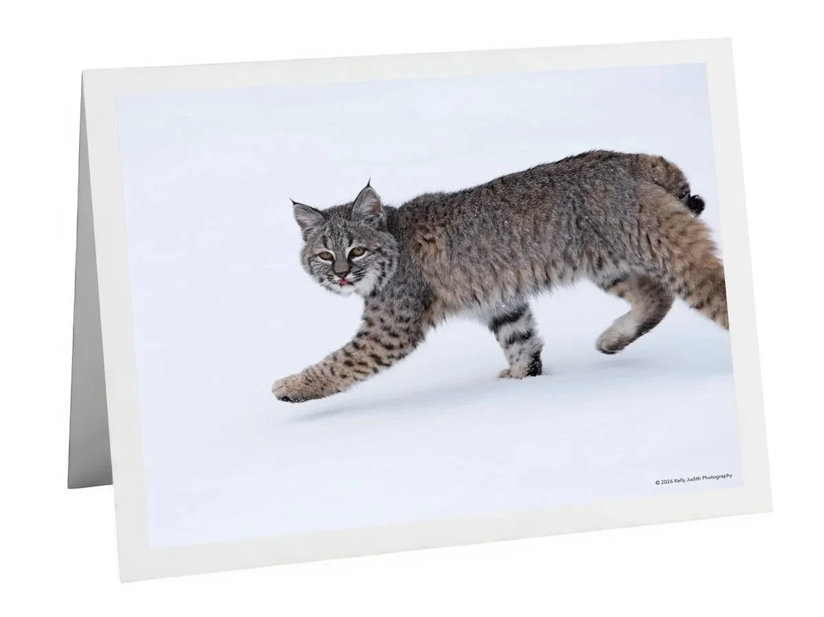 bobcat+7627.jpg (Copy)