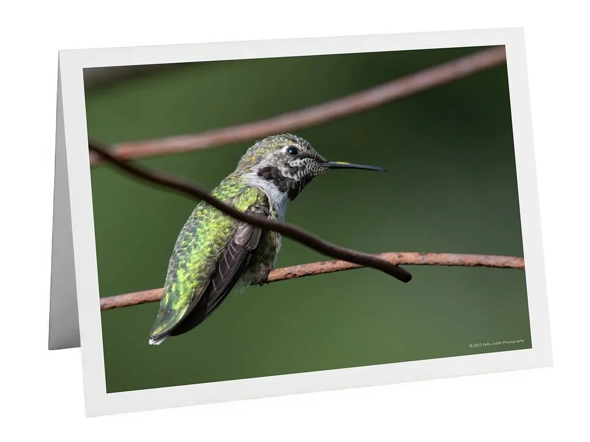 Male Anna's hummingbird perched on a trellis Notecard