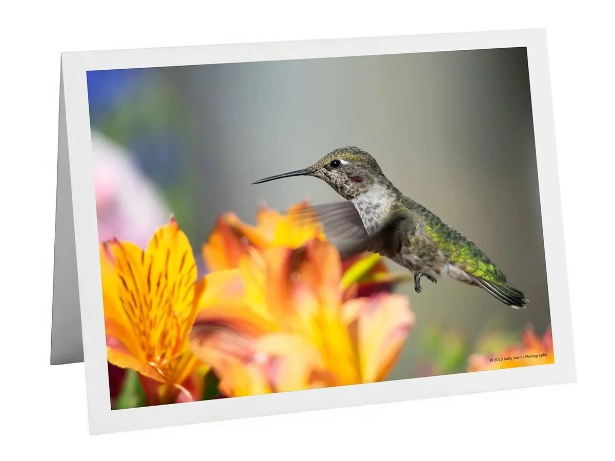 Anna's Hummingbird hovering next to Alstroemeria Notecard