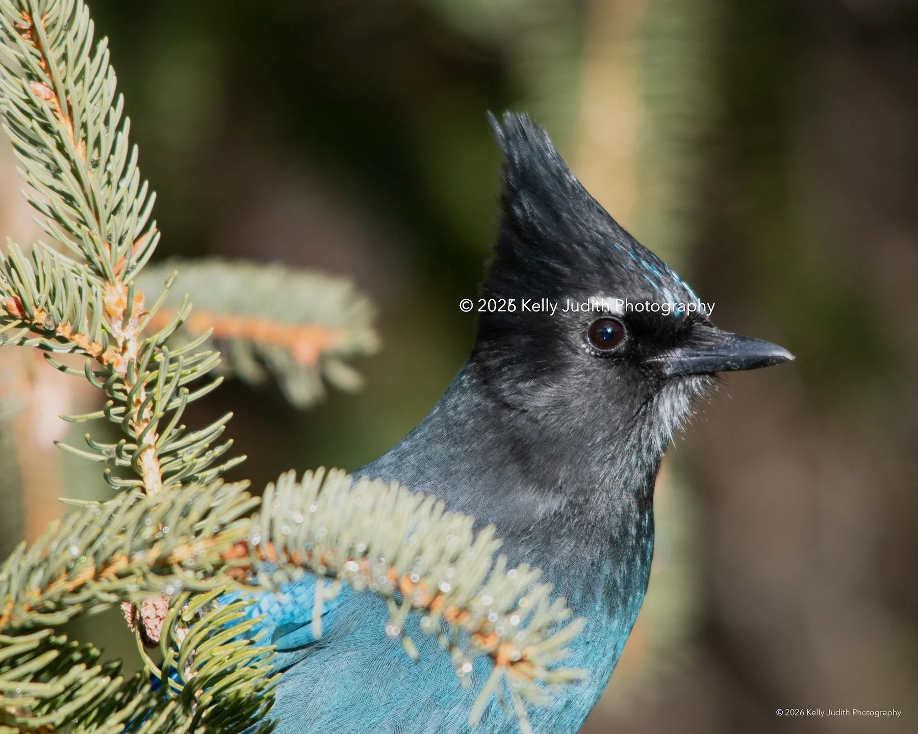 © 2026 Kelly Judith Photography DSC_7519.jpg_for website_watermarked-2.jpg