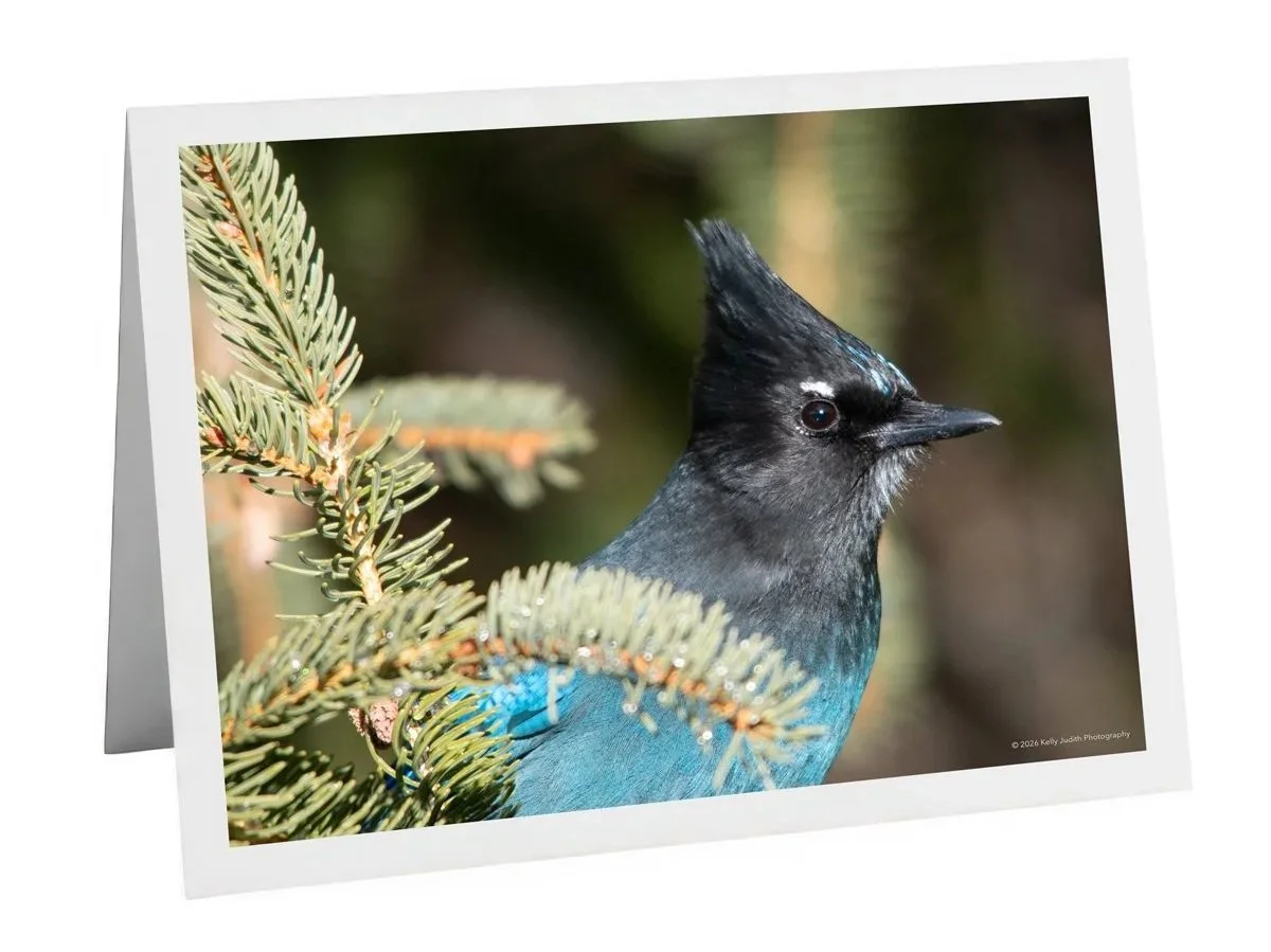 Steller's Jay Notecard