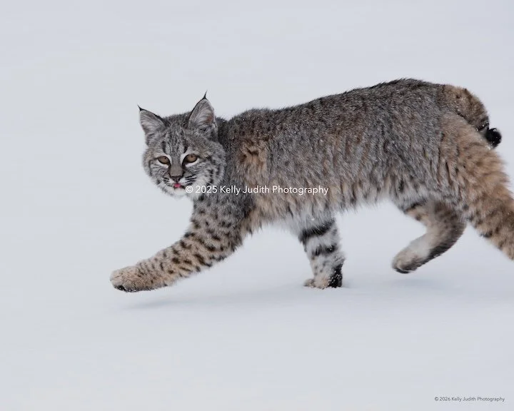 Bobcat walking across the snow