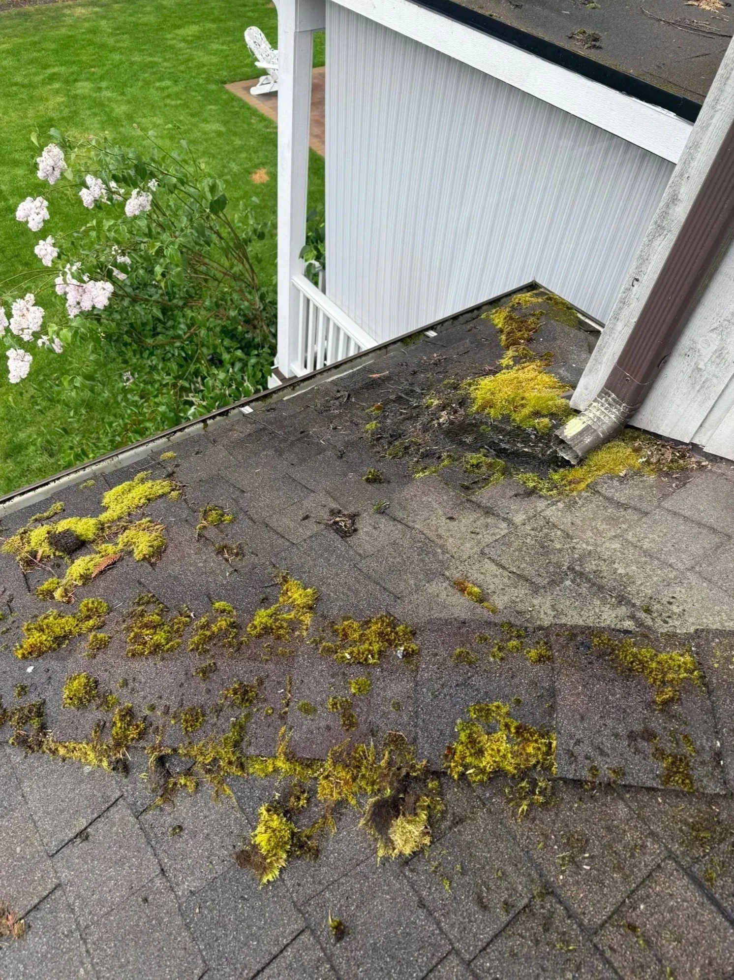 Moss growing on a shingled roof and a gutter edge of a house.