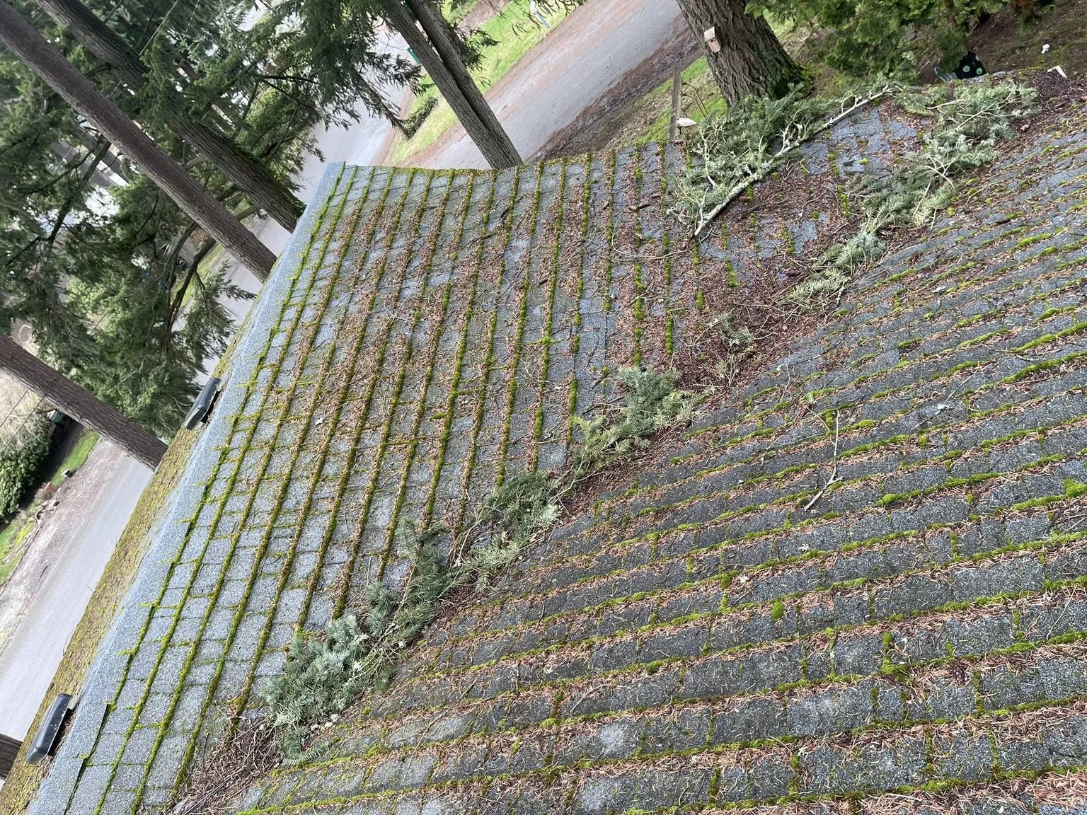 View of a rooftop with moss and small plants growing between the shingles, surrounded by trees and a street.