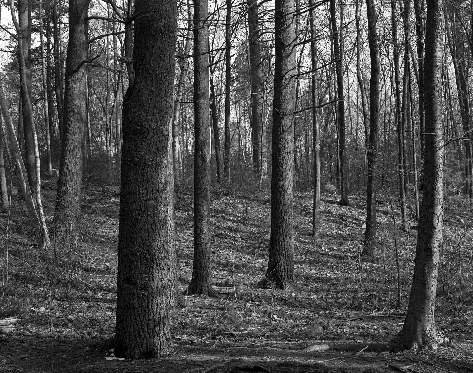 landscape 8.jpg