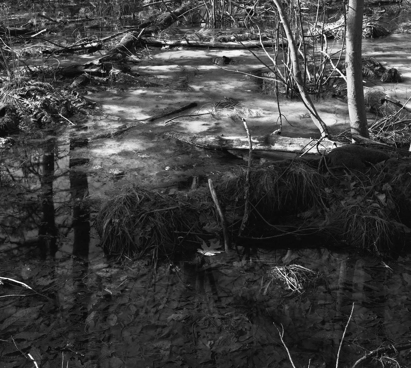 landscape 12.jpg