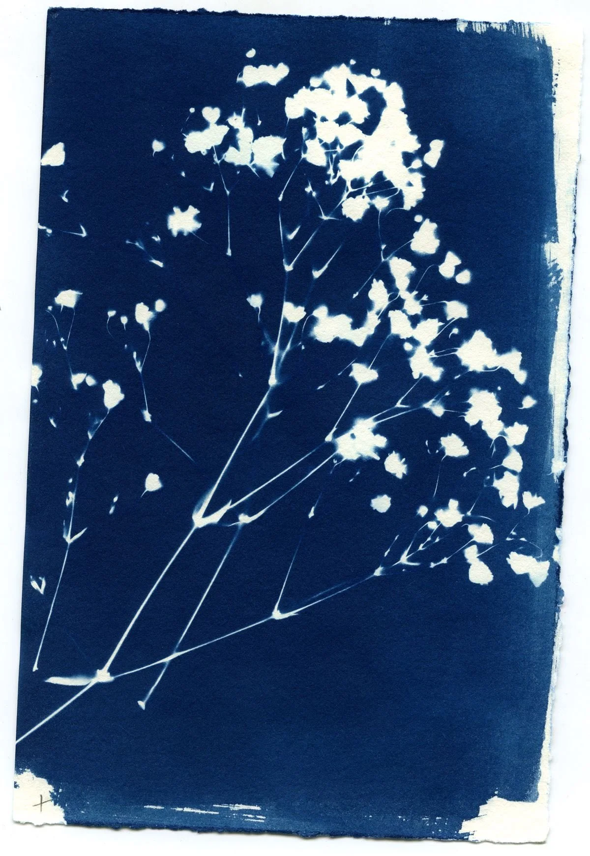 cyan5.jpg