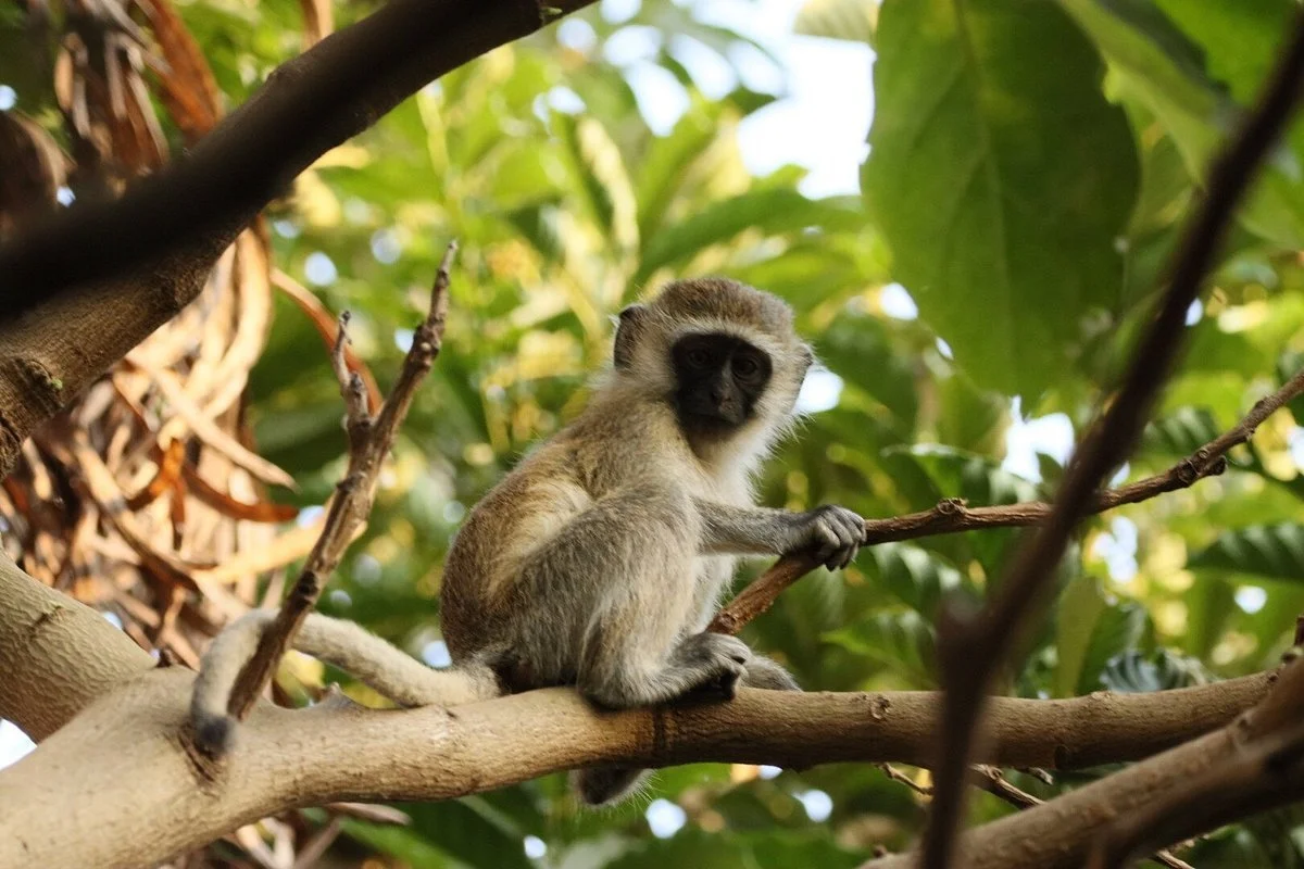 monkey.jpg