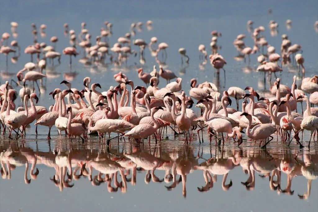 Lake-Natron-4-1024x683.jpeg