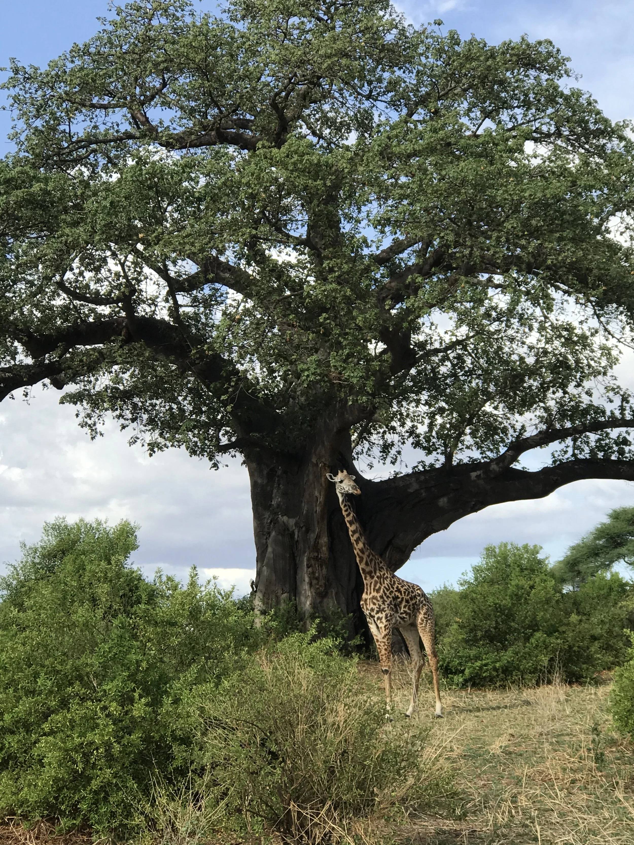 Giraffe and Baobab.jpg