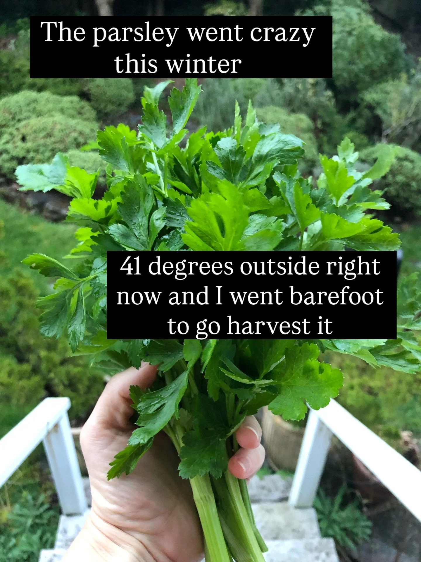 I&rsquo;ve been grounding intentionally for twenty years now. Bare feet on earth. Easy. Micael thought I was a little strange at first but I&rsquo;ve mostly won him over. 

I love that growing herbs gets me outside, bare feet on earth, year round. I 