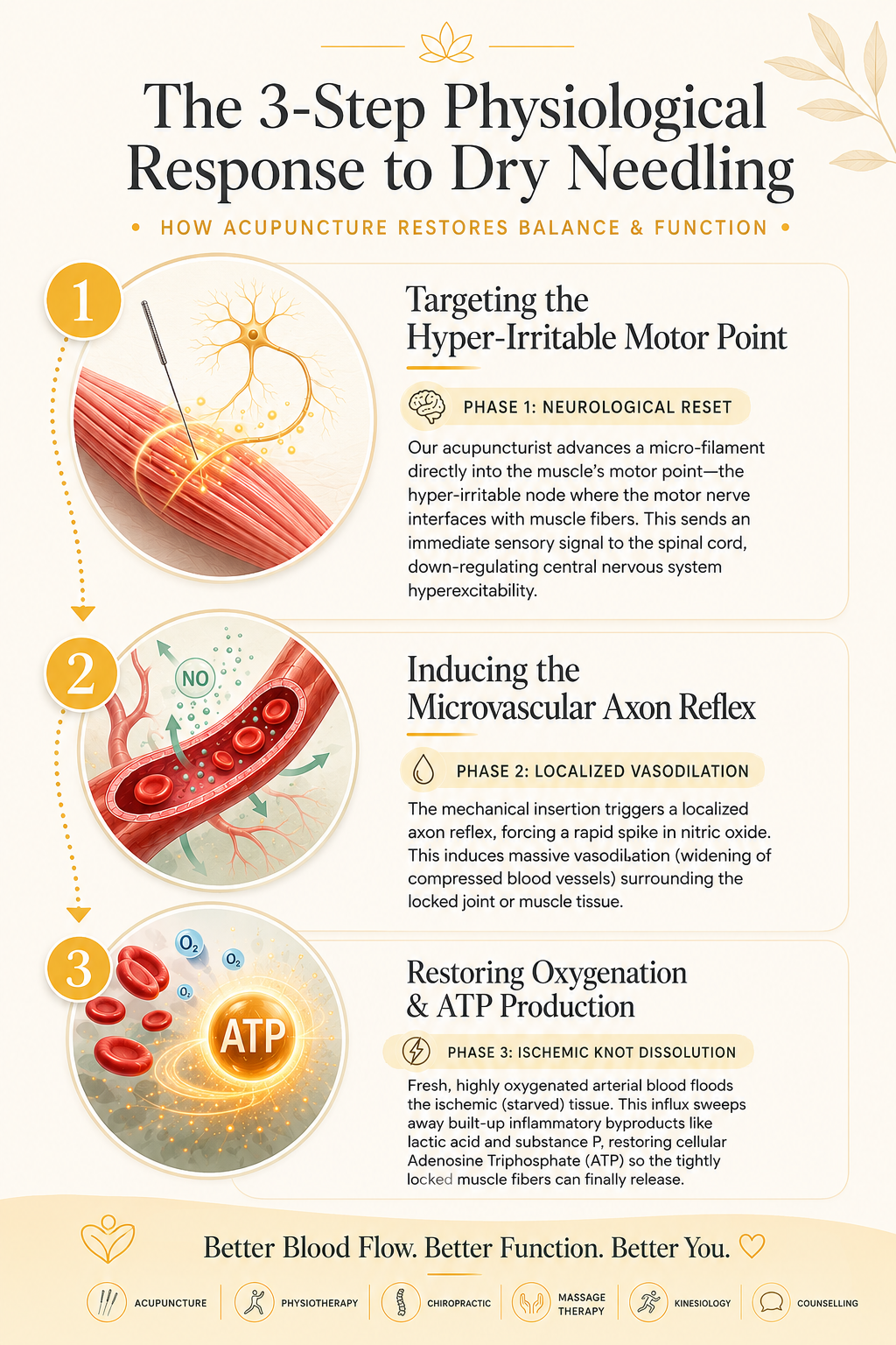 the 3 step physiological response to dry needling acupuncture explained in a flow chart