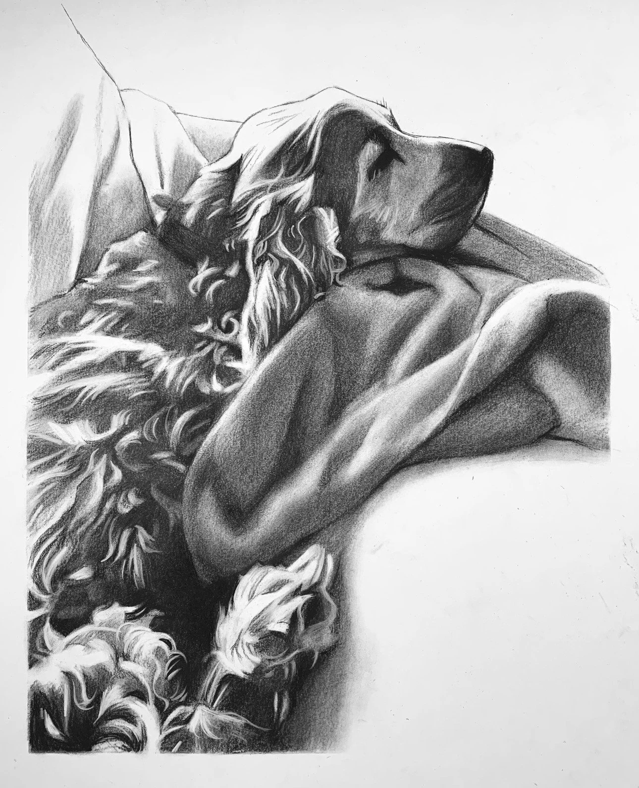 A realistic pencil sketch of a dog, likely a retriever, resting on a couch with eyes closed.