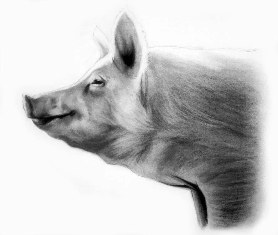 Pig