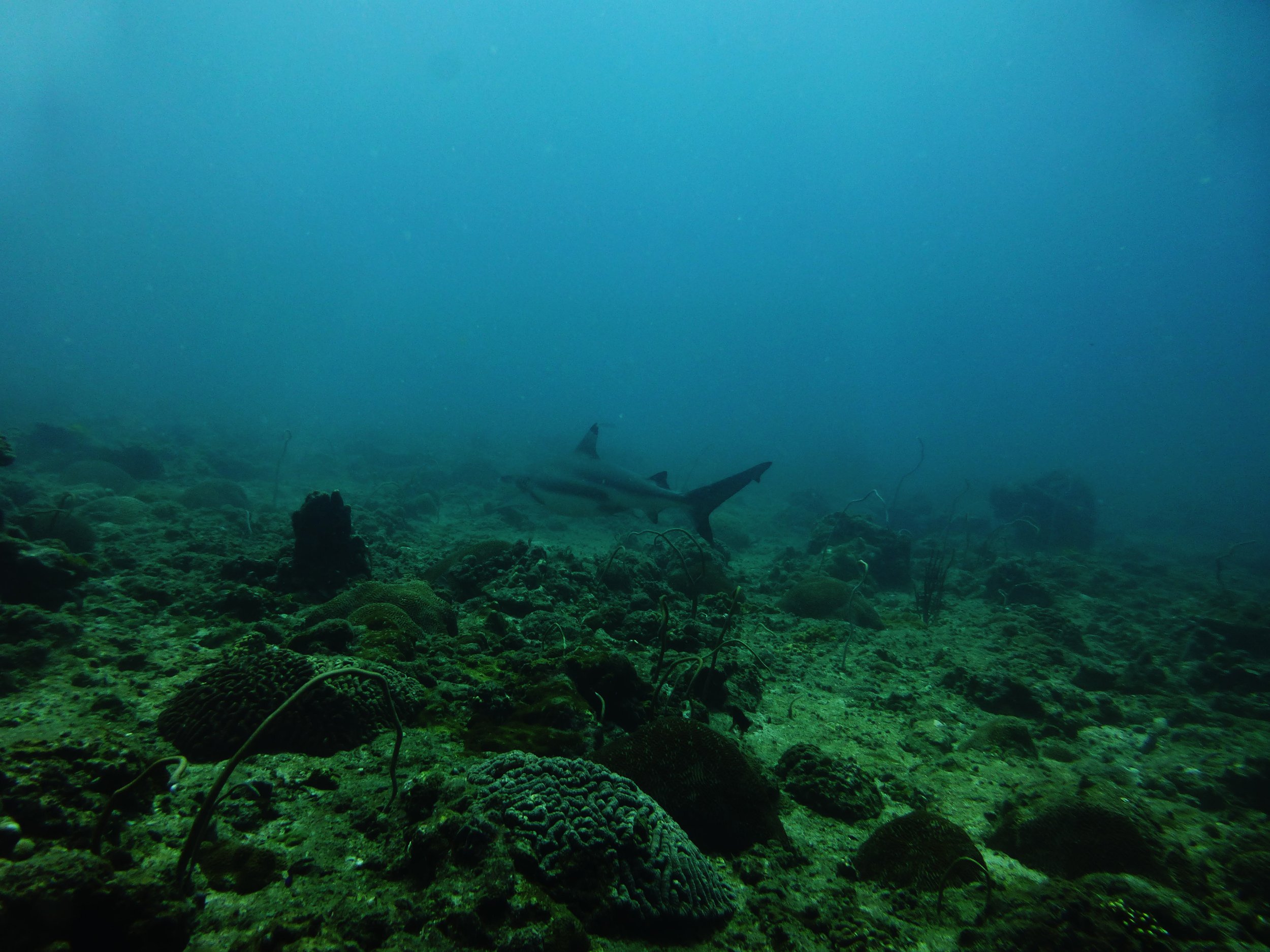 SHARKS