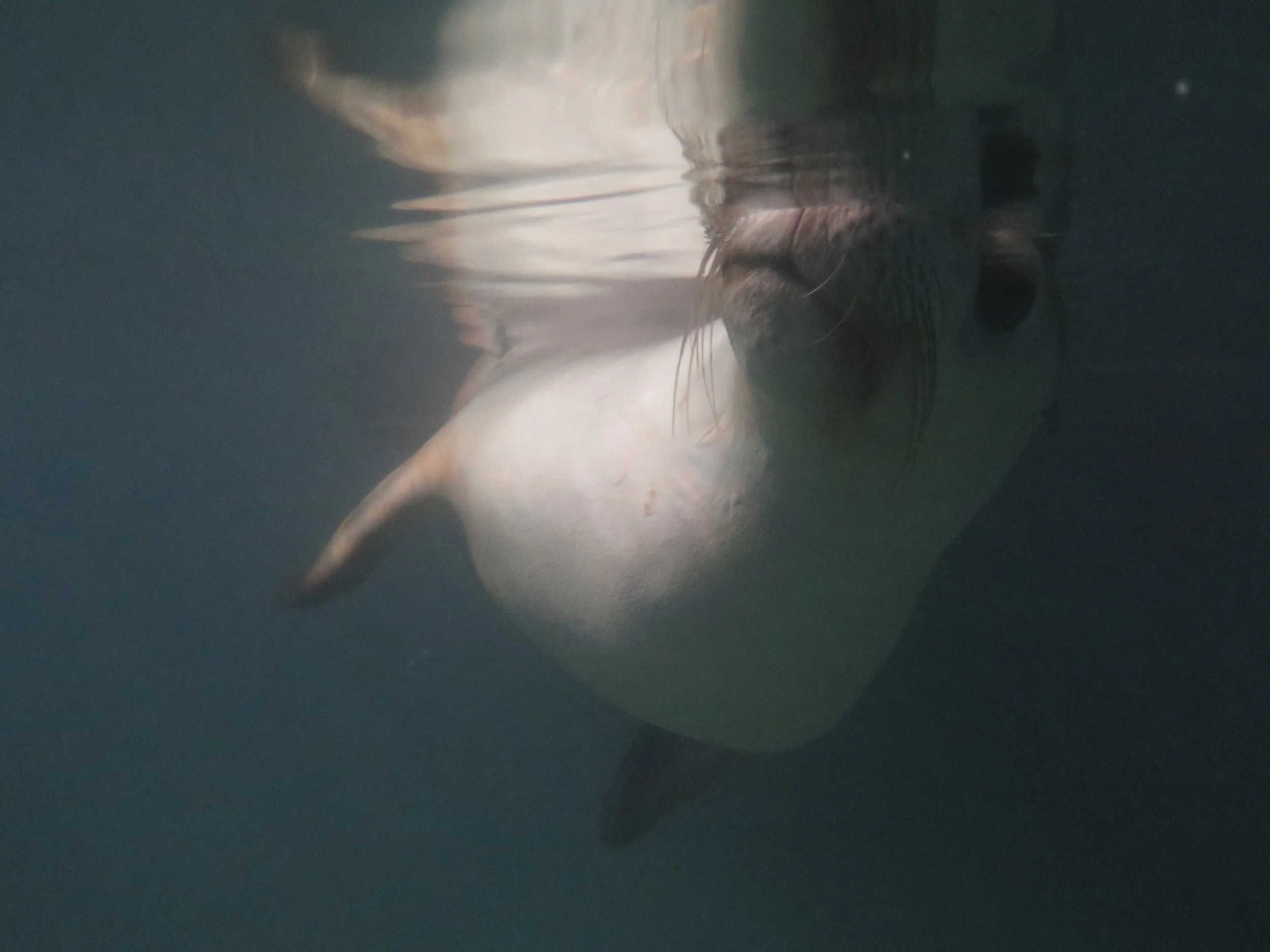 SWIMMING WITH SEA LIONS
