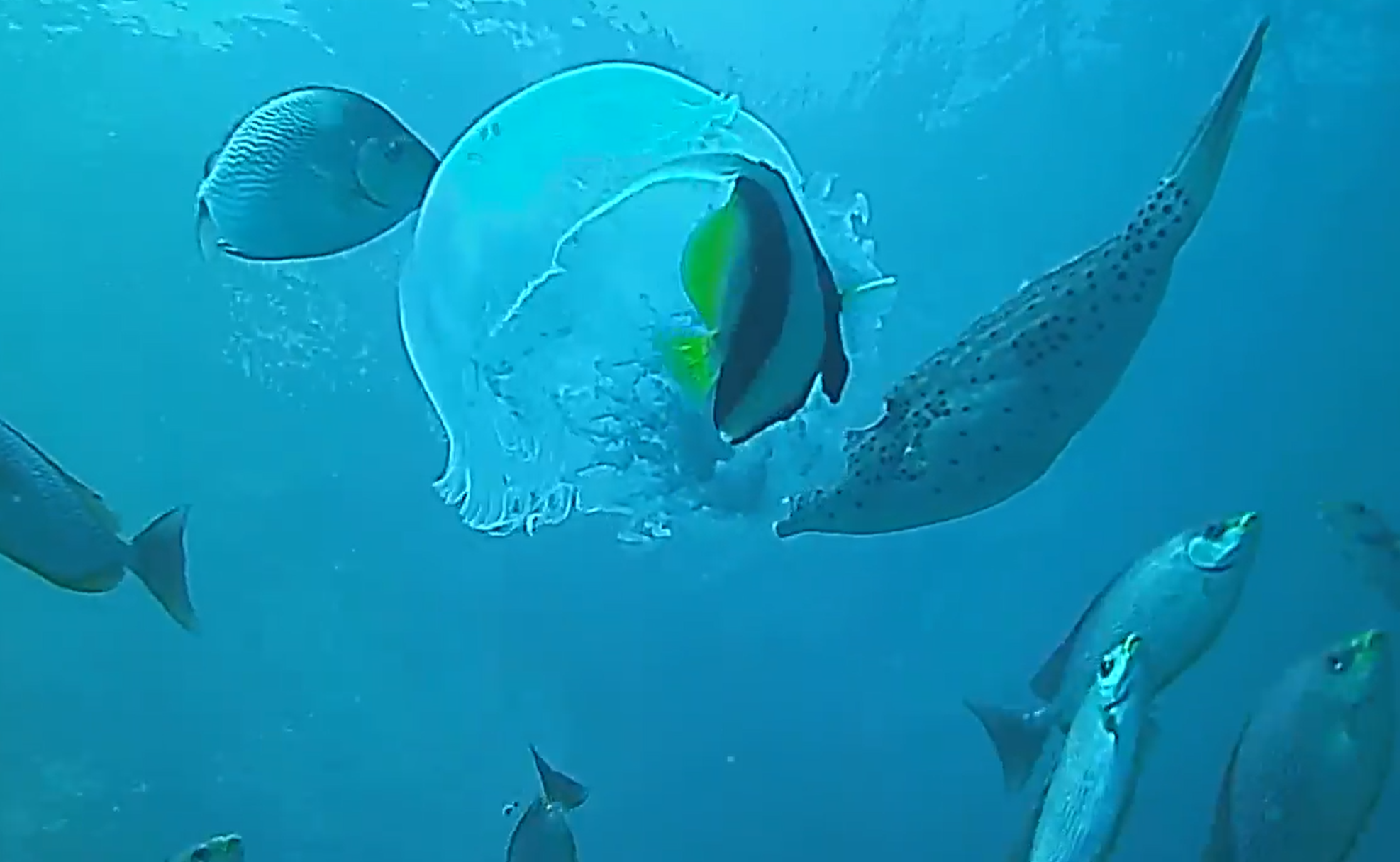 JELLYFISH