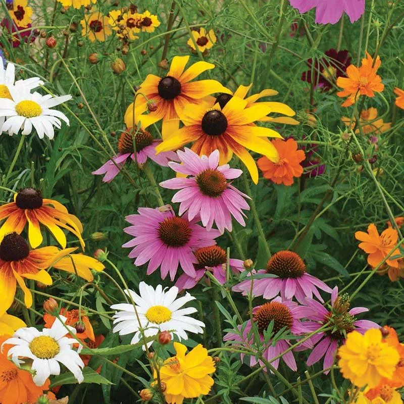 Wildflower Hikes
