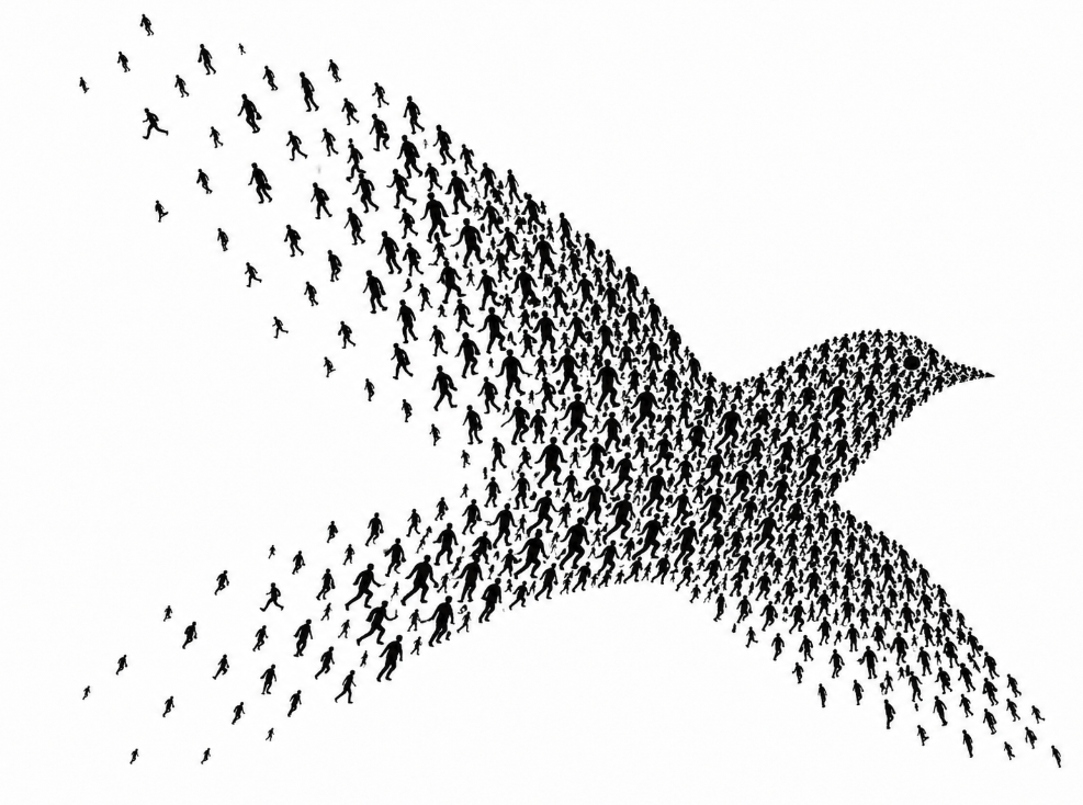 Life Inside the Murmuration