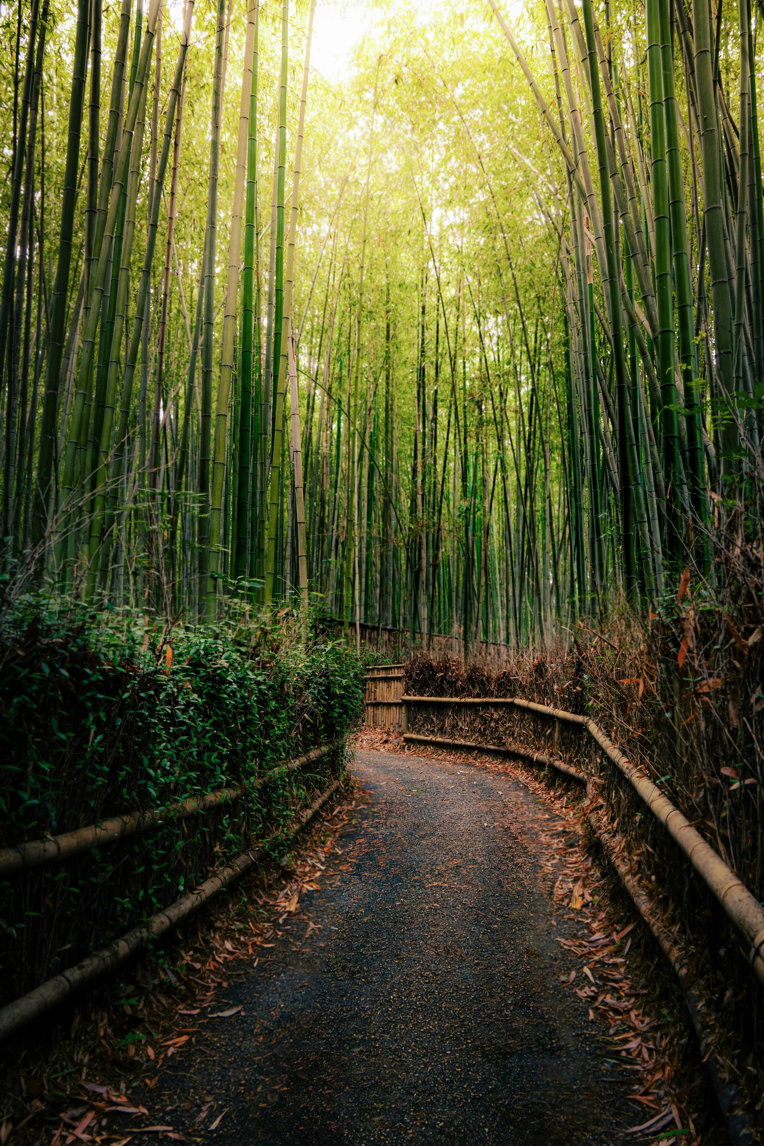 A narrow path through a bamboo forest with tall, green bamboo stalks and leafy canopy.