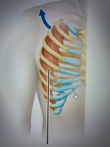 ribcage.jpg