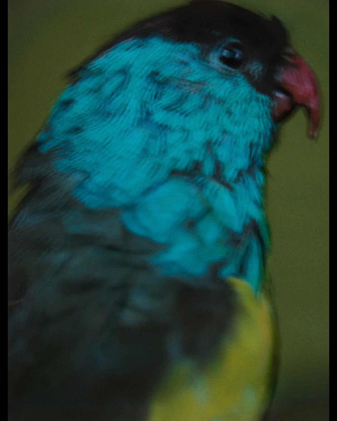 In these images, Sarah Moon blurs the edges of nature.
She said &ldquo;Colour gives me distance. It&rsquo;s more generous, more open. It allows humour, abstraction.&rdquo; 

Read the full article " Picture This: Sarah Moon - Where Memory and Dre