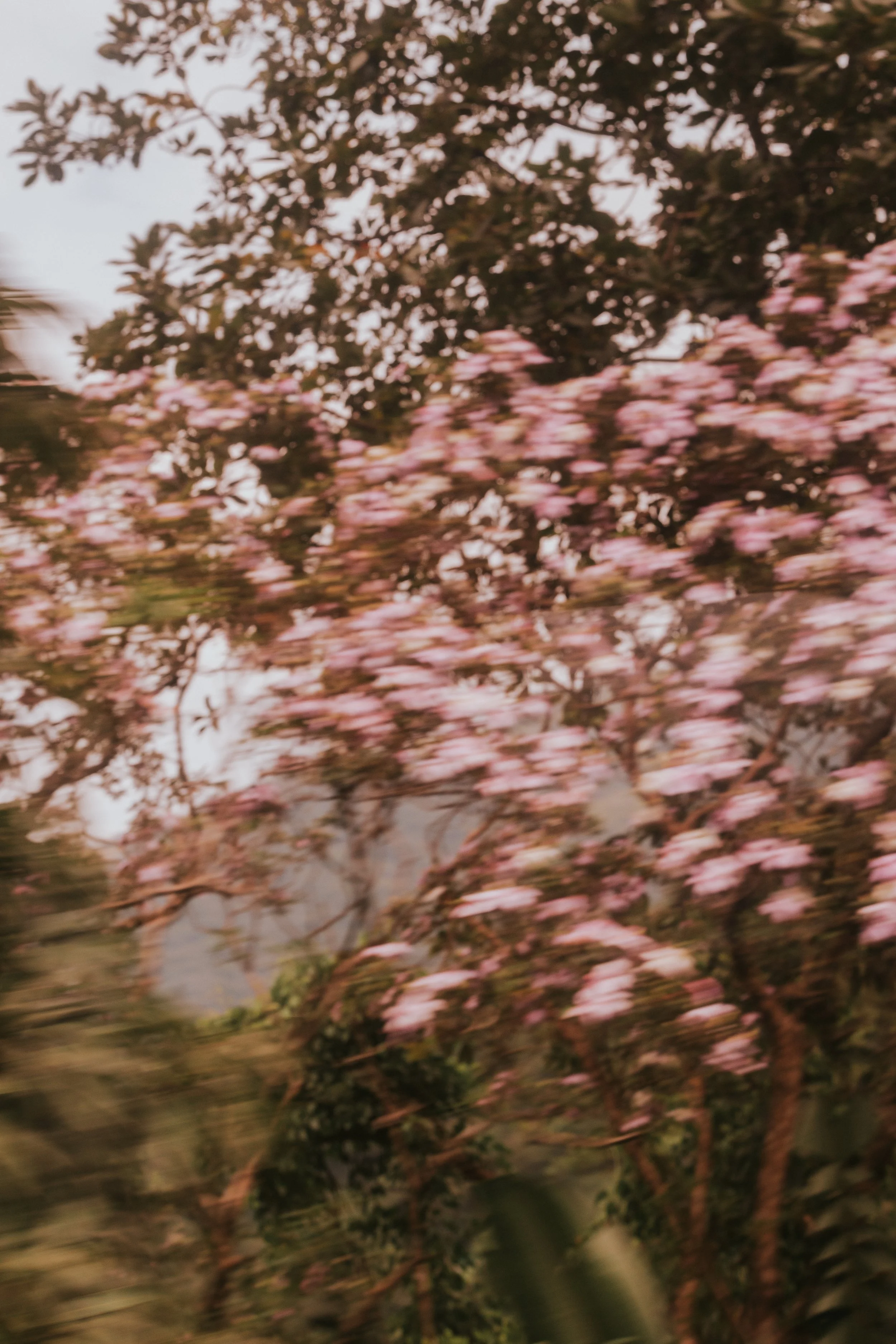 brazil2 (3 of 44).jpg