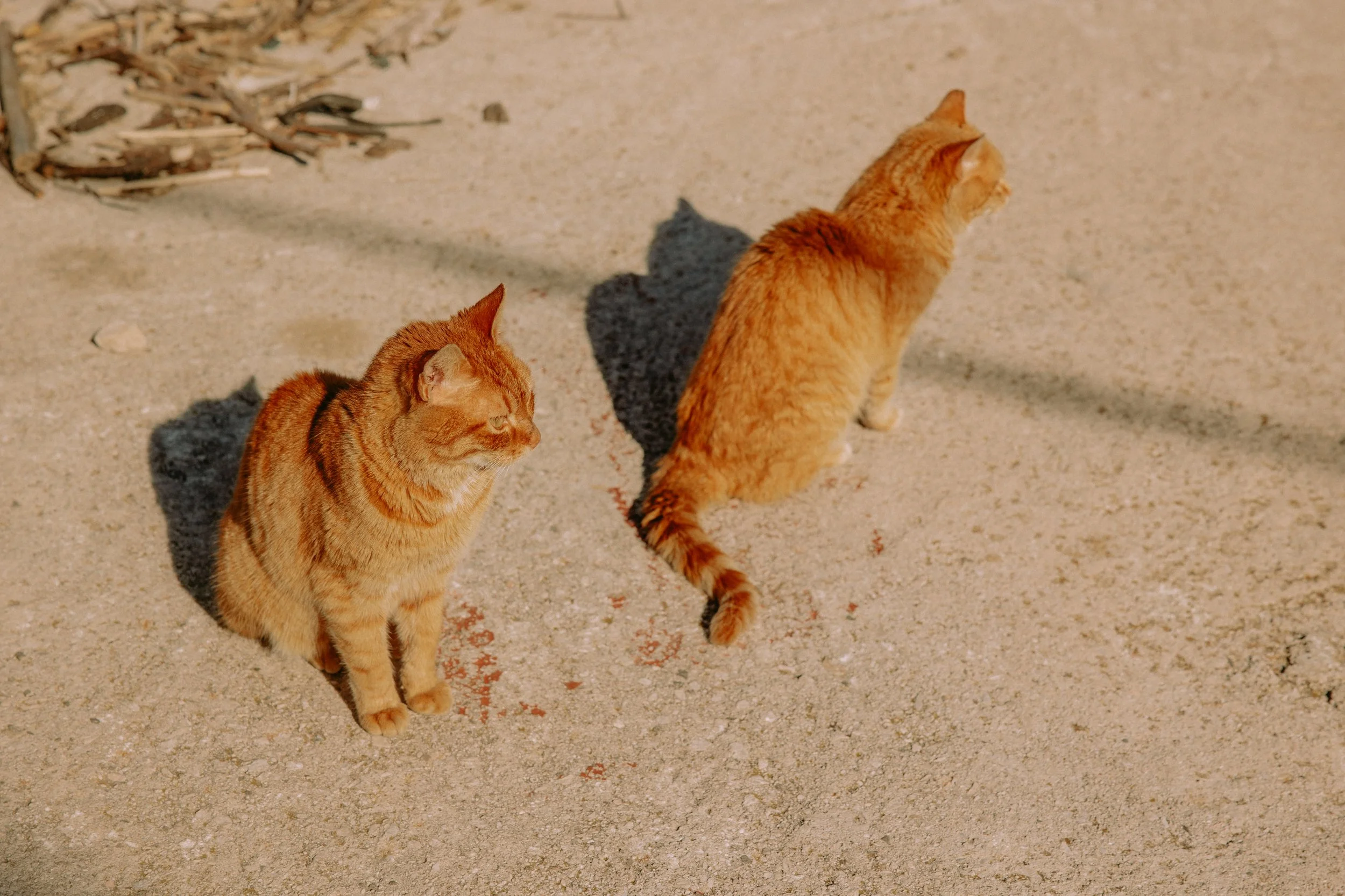 lastovo (116 of 186).jpg